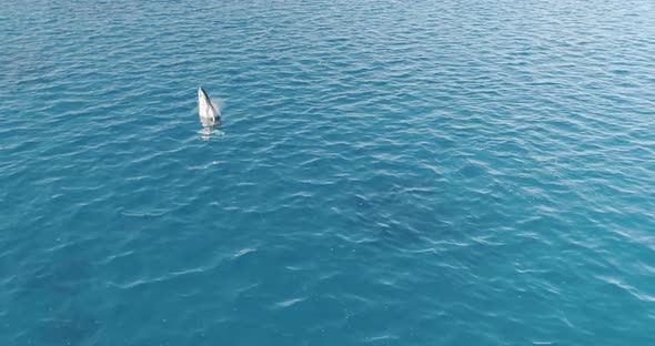 Humpback Whales in Tonga. Under Water with these beautiful majestic Creatures 13 alt