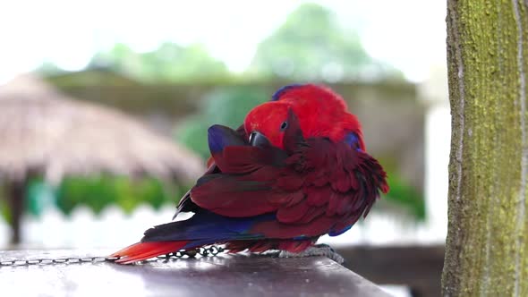 Red Parrot alt