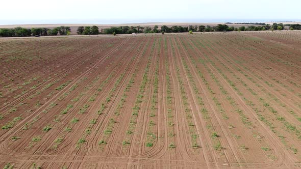 Land Plot with Plants Fruit Trees Returned to the Steppe Zone Aerial Photography From a Bird'seye