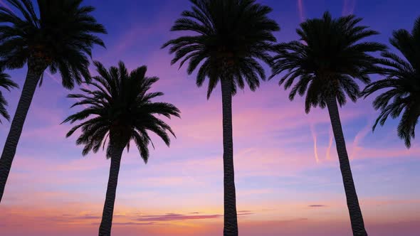 Driving Through The Palm Trees In Sunset