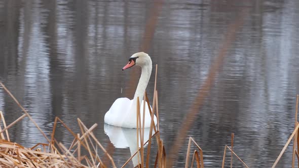 A swan floats in a winter pond reflecting off of the glitterning waters. alt