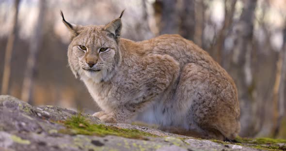 Sideview of a Eurasian Lynx Lying on a Rock in Forest Looking for Prey alt