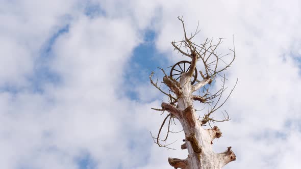 Tree Without Branches Timelapse