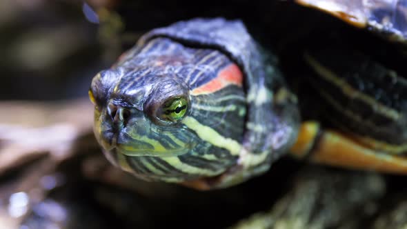 Pond Slider, Trachemys Scripta, Common Medium-sized Semi-aquatic Turtle. Red-eared Turtles alt
