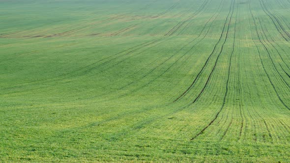 Green Fall FIeld as Background alt