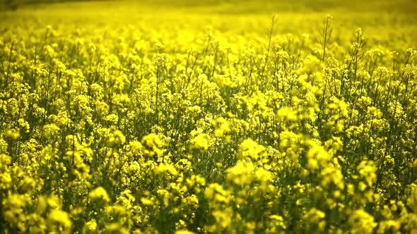 Yellow Oilseed Rape Field