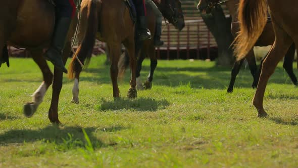 Horses Prepare for Competitions