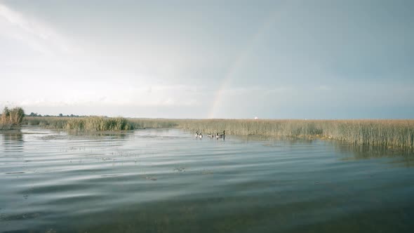 Family of geese swimming on a lake with beautiful rainbow in the background alt