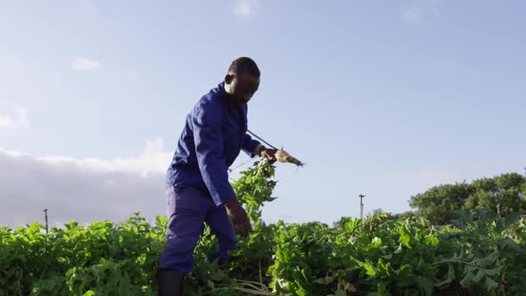 Young man working on farm alt
