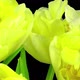 Time-lapse opening yellow tulip bouquet - VideoHive Item for Sale