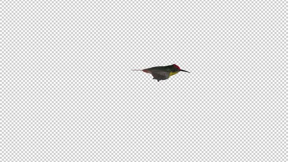 Hummingbird - Ruby Topaz - Flying Over Screen - V - Alpha Channel