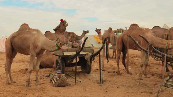 Camels at the Pushkar Fair Also Called the Pushkar Camel Fair or Locally As Kartik Mela alt