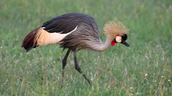 Beautiful Crowned Crane Feeding