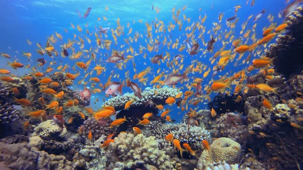 Underwater World with Colorful Corals and Fish alt