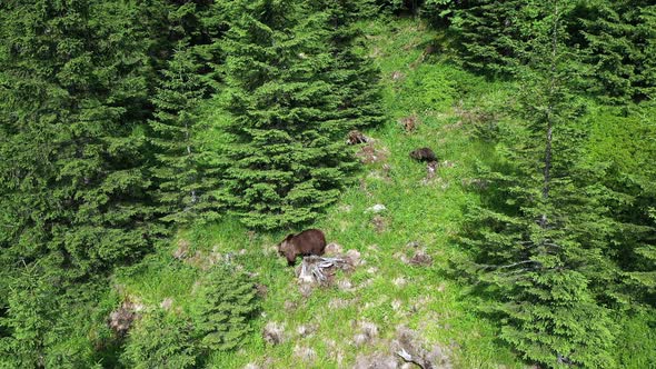 Brown Bear Walking Along Green Mountain Hills Forest with Two Cute Cubs One Hiding Behind Tree