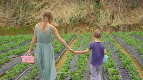 Young Woman and Her Little Son Collect Strawbery on an Eco Farm. Ecoturism Concept alt