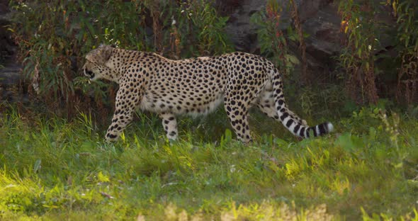Large Adult Cheetah Walking in the Shadows on a Grassy Field
