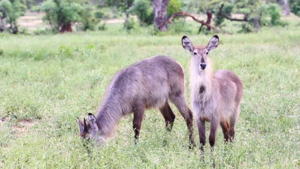 Two waterbuck one standing the other feeding in Sabi Sands Game Reserve in South Africa alt