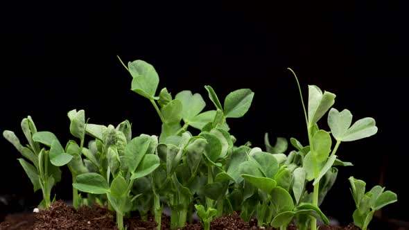 Growing Plants in Spring Time Lapse Sprouts Germination Newborn Pea Microgreen in Black Background