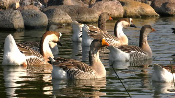 Ducks On Lake