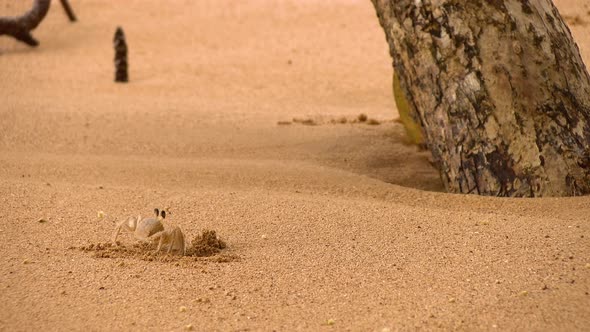Tropical Crabs in its Natural Habitat on a Golden Beach in the Caribbean