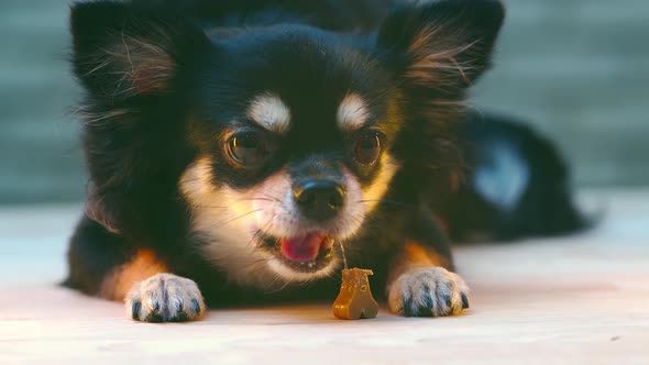 cute little black fur chihuahua dog chewing snack treat with happy and cheerful alt