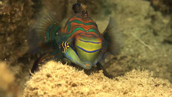 close up shot from a mandarin fish on sandy rocks in Palau Island alt