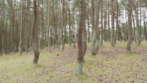 Dancing Forest on Curonian Spit. Pine Forest with Unusually Twisted Trees. Kaliningrad Oblast alt