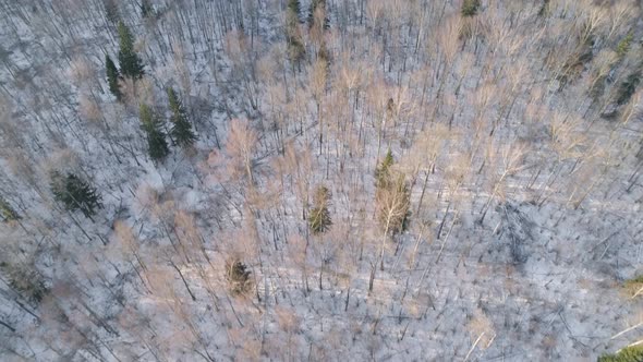Winter Landscape with Forest alt