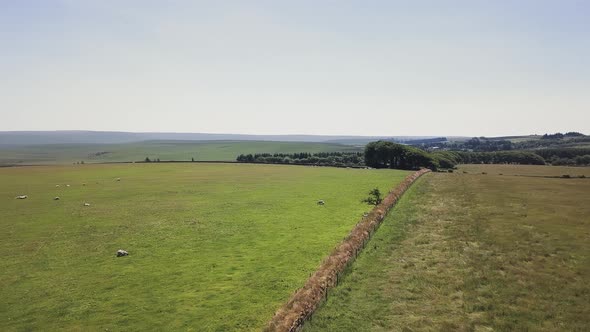Aerial pan of a flock of sheep grazing in a rural pasture in Dartmoor, UK alt