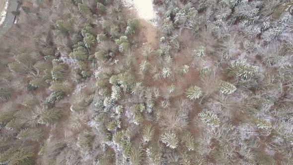 Takeoff Over a Spruce Forest with the First Light Snow