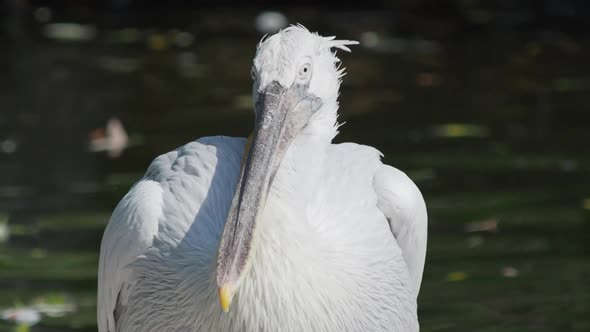 Close Up Portrait of Dalmatian Pelican, Pelecanus Crispus, Staring in Camera. Big Freshwater Bird