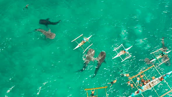 Oslob Whale Shark Watching in Philippines, Cebu Island. alt