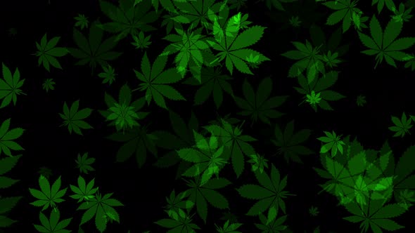 4k Cannabis Leafs Overlay