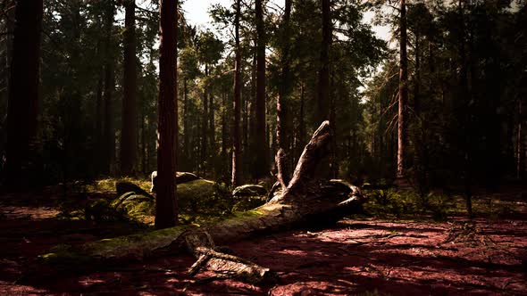 Sunset in the Sequoia Forest alt