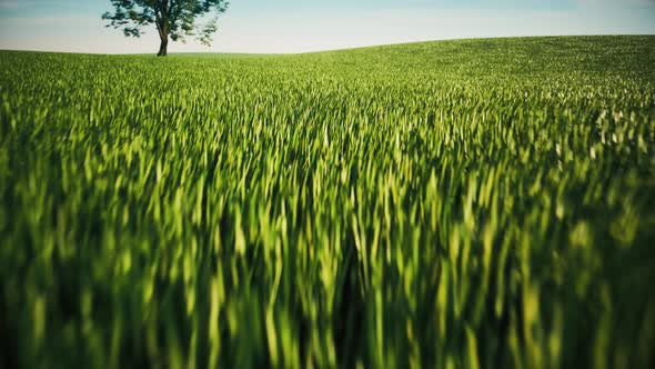 Lonely Tree On A Summer Green Meadow alt