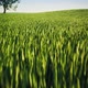 Lonely Tree On A Summer Green Meadow - VideoHive Item for Sale