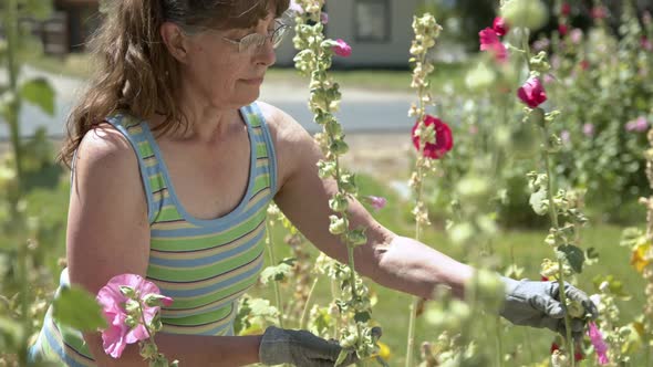 Hippie woman inspecting her hollyhock flowers for seeds alt