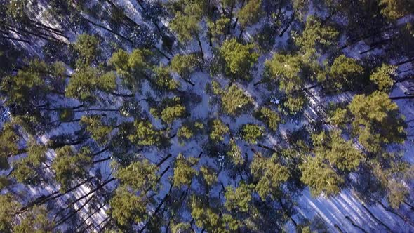 Drone shot of a forest in winter. View from above. Camera looking straight down. Flyby shot. Green t alt