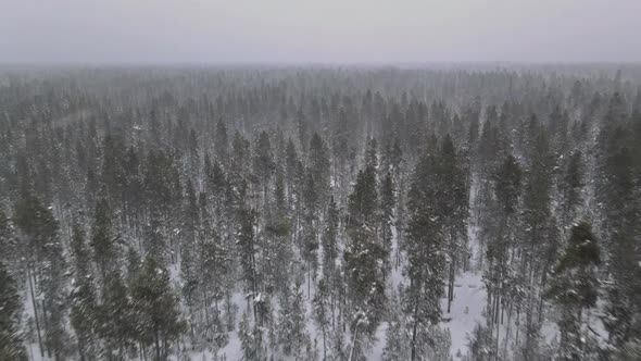 Aerial Top View Winter Panoramic Landscape with Snowy Forest in Heavy Snowfall alt