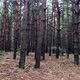 Spruce Forest - VideoHive Item for Sale