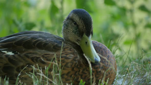 Close up of a duck with brown feathers 