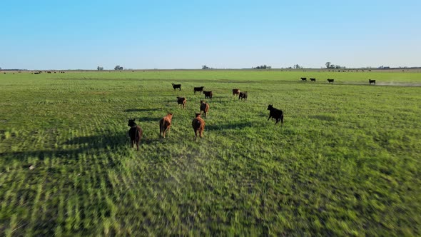 Startled cattle run away from approaching drone, lush green meadow alt
