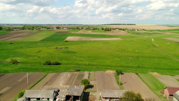 Flight Over a Field with Cattle and Country Streets