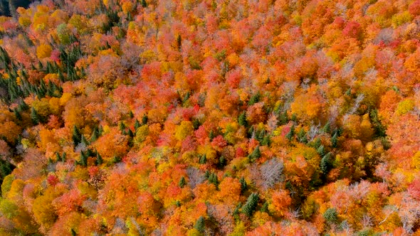 4K camera drone captures stunning autumn foliage colors while flying over tree tops.
