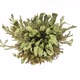 Time-lapse of opening Rose of Jericho (Resurrection Plant) - VideoHive Item for Sale