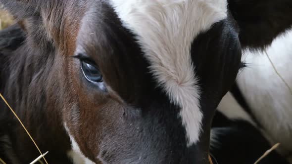 Eye Cow