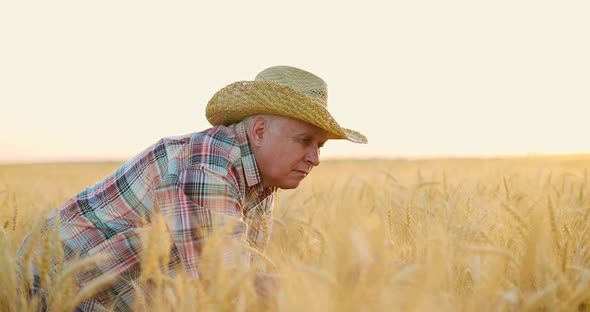 Elderly Man in Straw Hat Standing at Harvest Ready Wheat Field and Checking Quality of Wheat alt