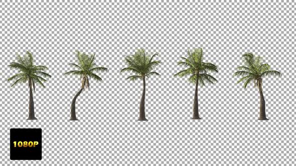 Palm Tree In The Wind IN Full HD alt