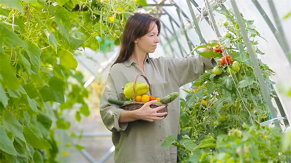 Young Woman with Basket of Greenery and Vegetables in the Greenhouse. Harvesting Time